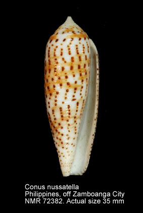 Conus nussatella (2).jpg - Conus nussatellaLinnaeus,1758